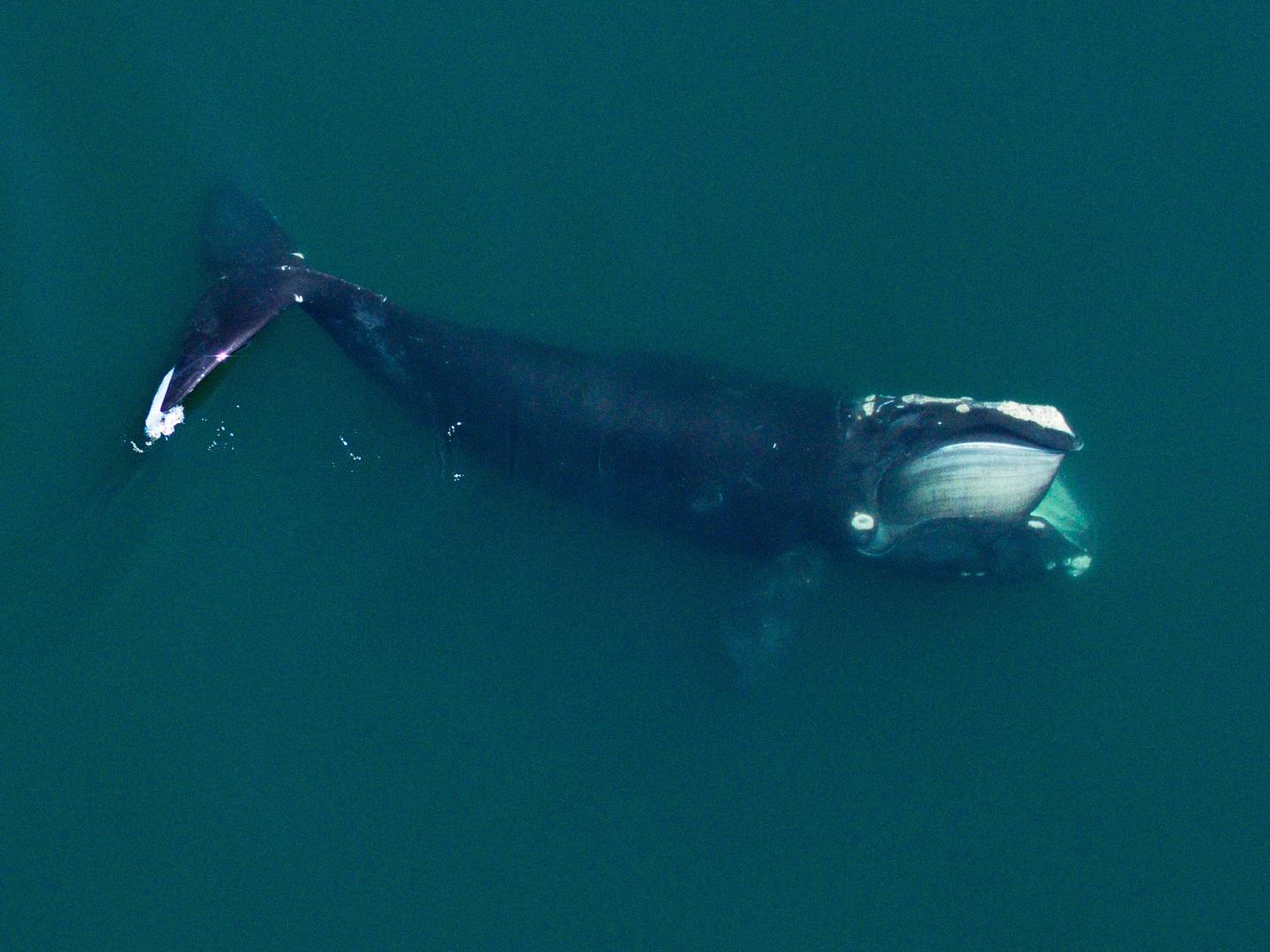 North Atlantic right whale in Cape Code Bay