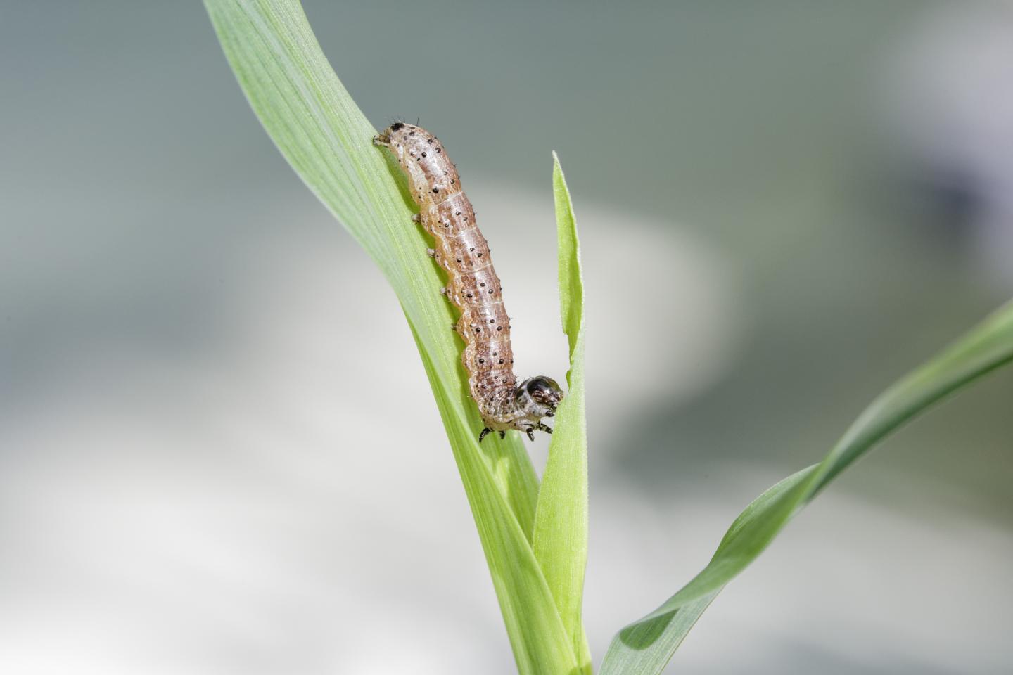 <i>Spodoptera frugiperda</i>