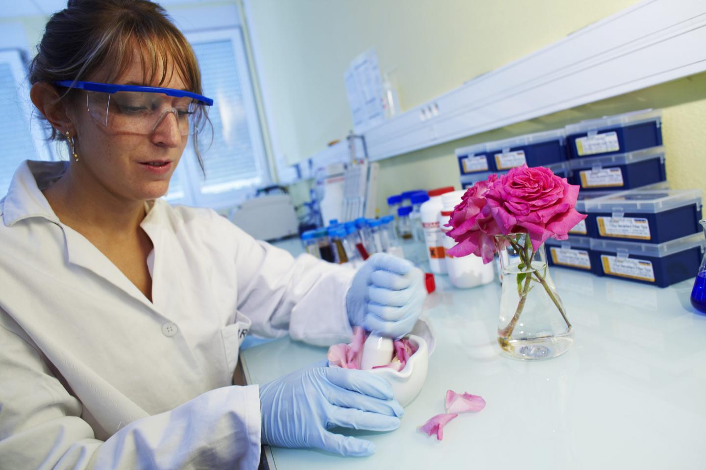 Extraction of Rose Petals