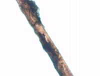 Strands of Hair from Member of Franklin Expedition Provide New Clues into Mystery 2