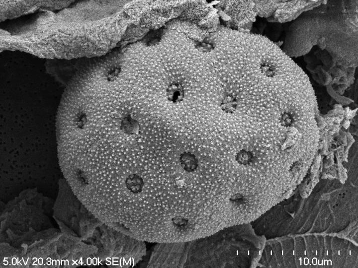 Amaranth pollen