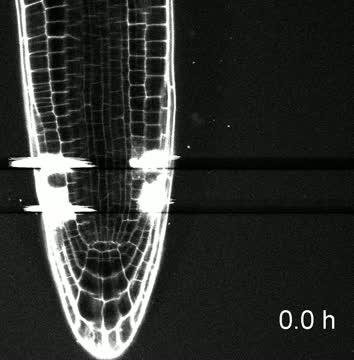 Too Much Auxin May Cause Tumorous Behavior