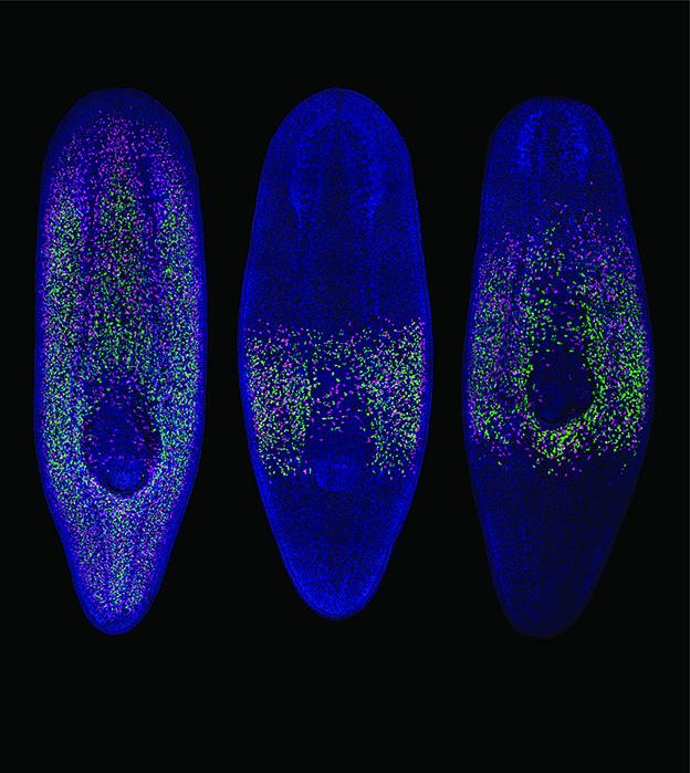 Image A Planarian Worms are Full of Stem Cells Green, Which Divide to Produce Daughter Cells