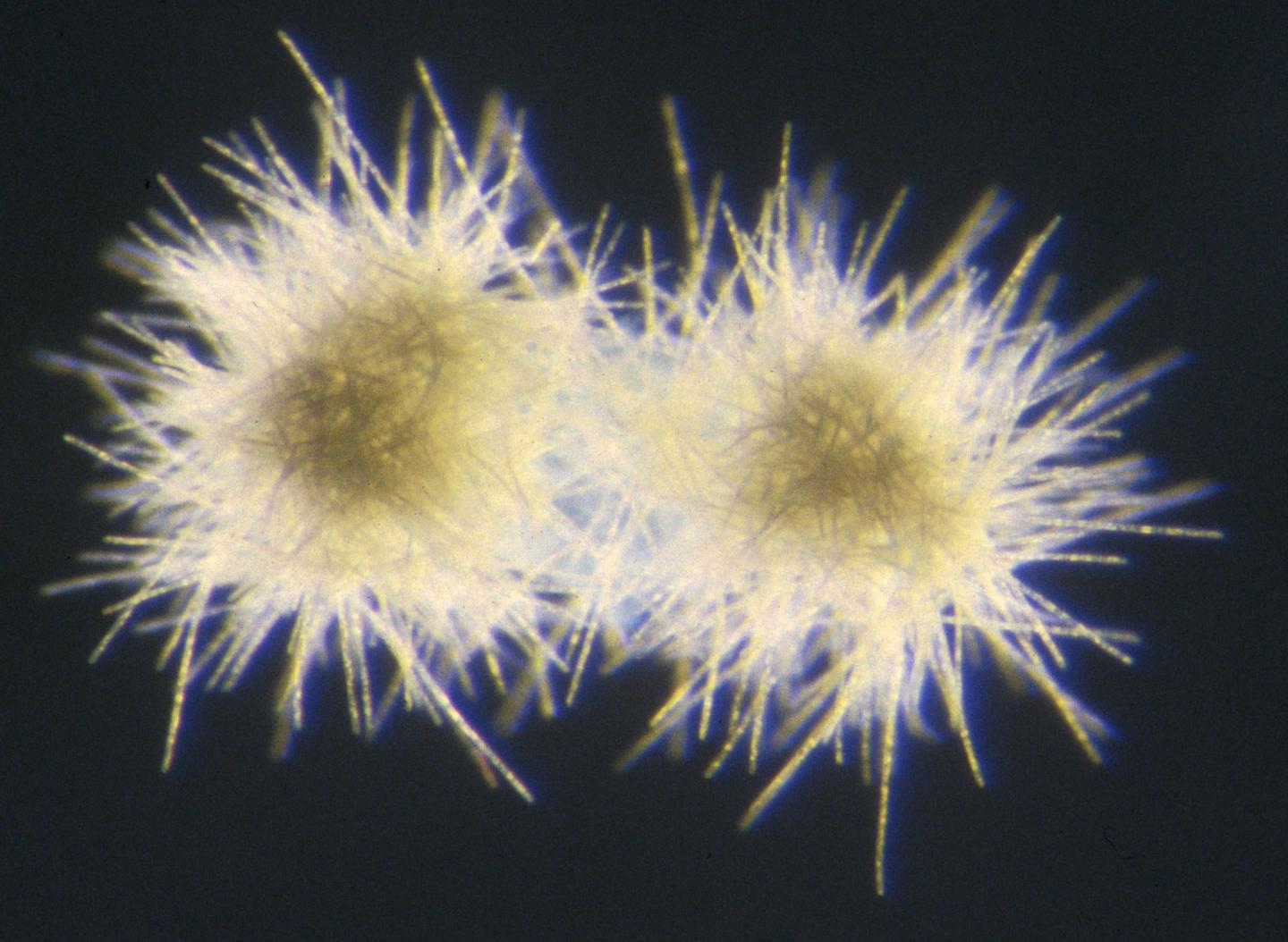 <i>Trichodesmium</i>