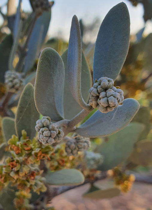 Male jojoba flower