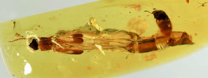 Raractocetus fossilis