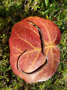 North America’s Rarest Snake Found Biting Off | EurekAlert!