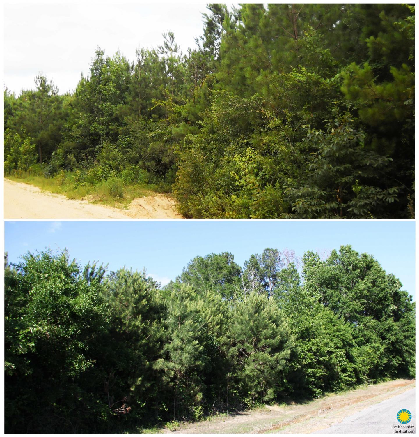 Pine Plantations Occupied by Swainson's