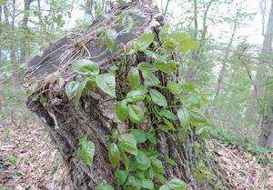 Poison ivy