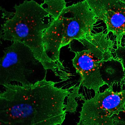 Salk Scientists Develop Faster, Safer Method for Producing Stem Cell