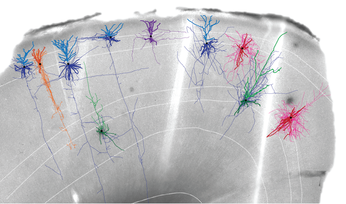 Human Brain Tissue Image with Neuron Reconstructions