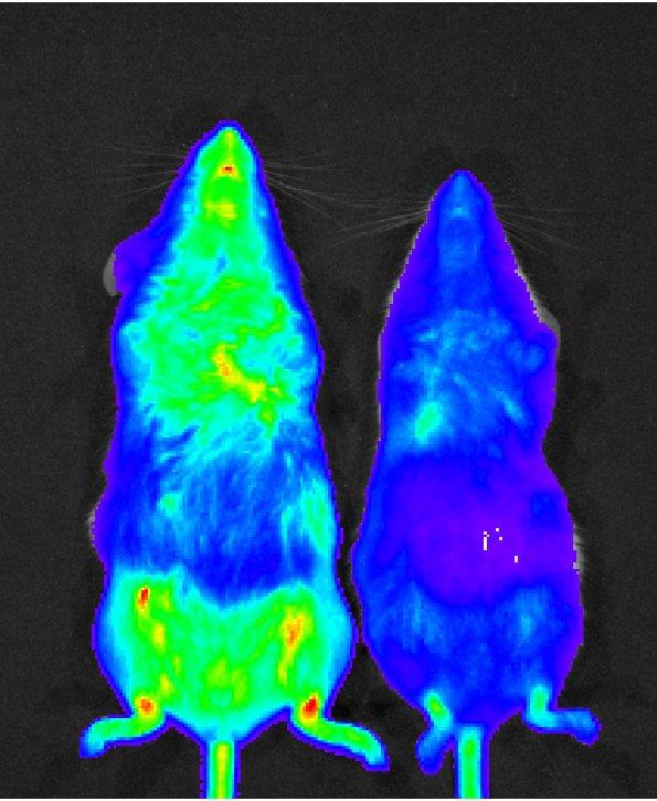 Parasitaemia of <i>P. berghei</i> ANKA Infection in Mice