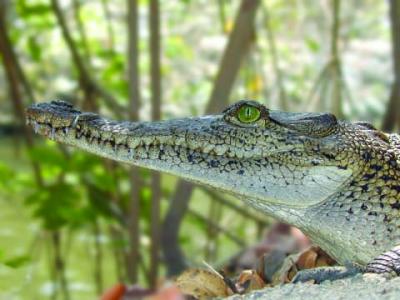 Crocodile
