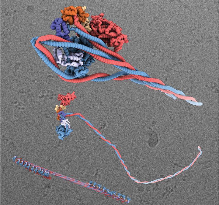 3D Visualization of Myosin