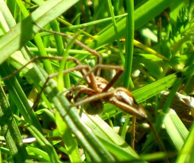 Male Nursery Web Spider with Gift Field
