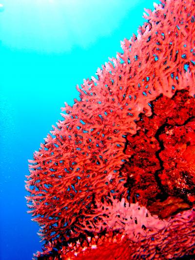 Acropora red