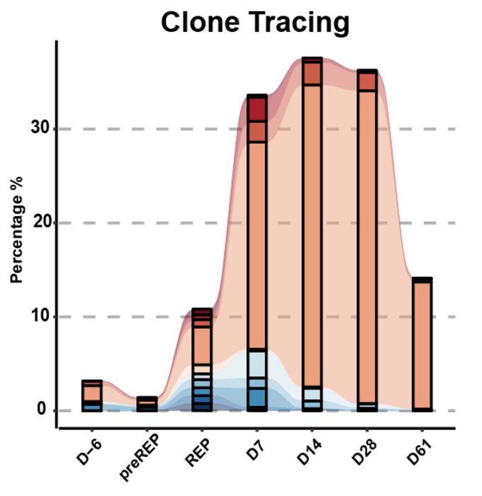 TCR Vβ tracking results demonstrated that dominant clones within the TIL product underwent robust expansion and exhibited long-term persistence in the patient