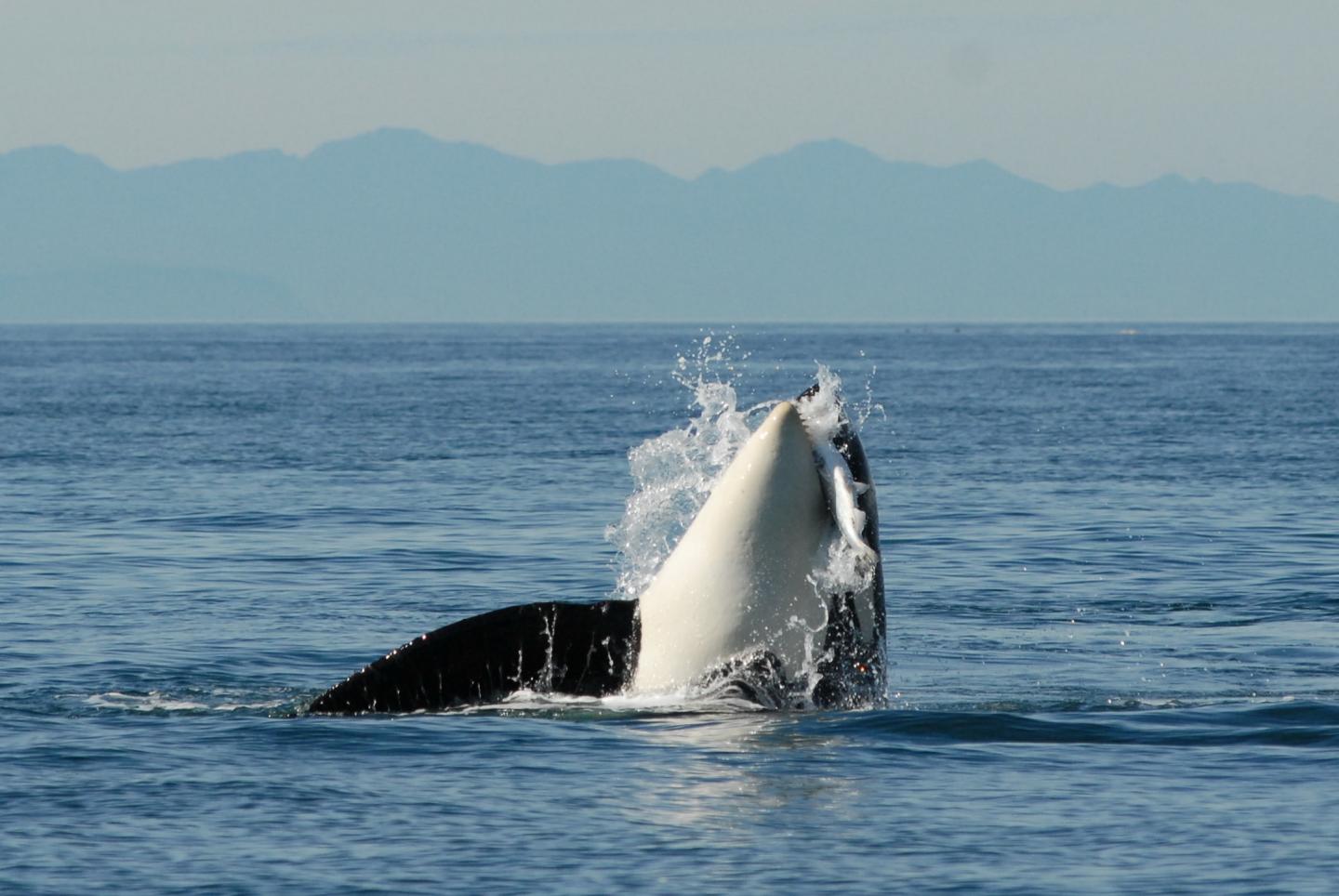 Southern Resident Killer Whale Captures a Salmon