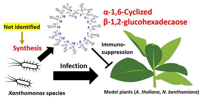 Unveiling XccOpgD: Key Player in Plant Pathogen Defense