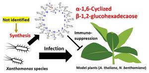 Unveiling XccOpgD: Key Player in Plant Pathogen Defense