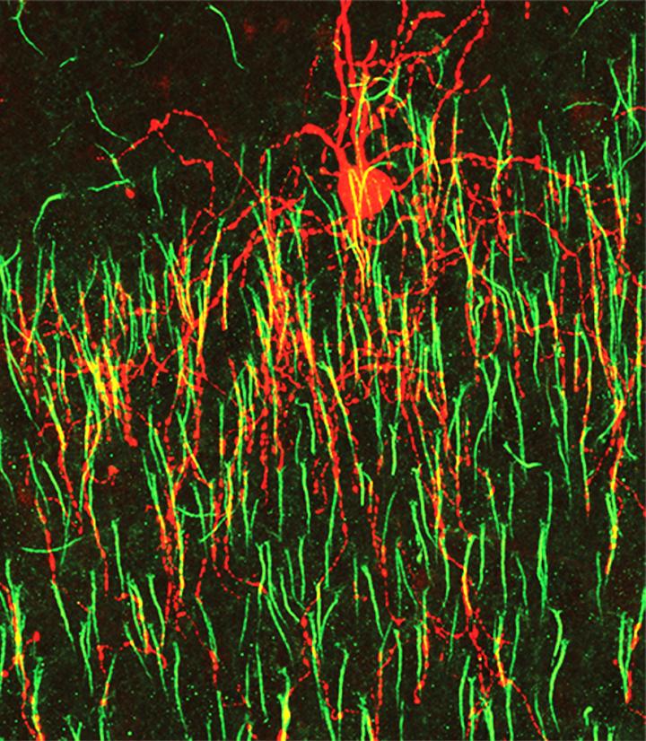 Distinct Wiring Mode Found in Chandelier Cells