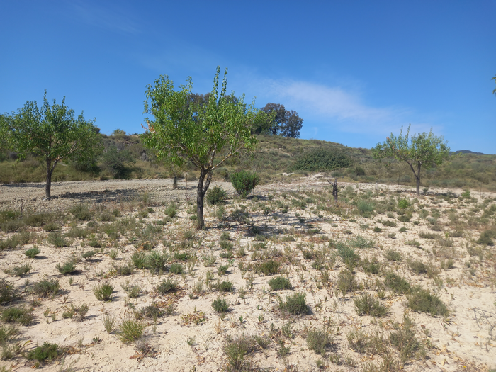 Diversified almond tree field