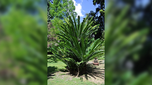 The African cycad Encephalartos altensteinii Lehm is widely cultivated in botanical gardens around Europe (like this one in the Botanical Garden of the University of Naples "Federico II"), including one specimen that was brought from South Africa to the U