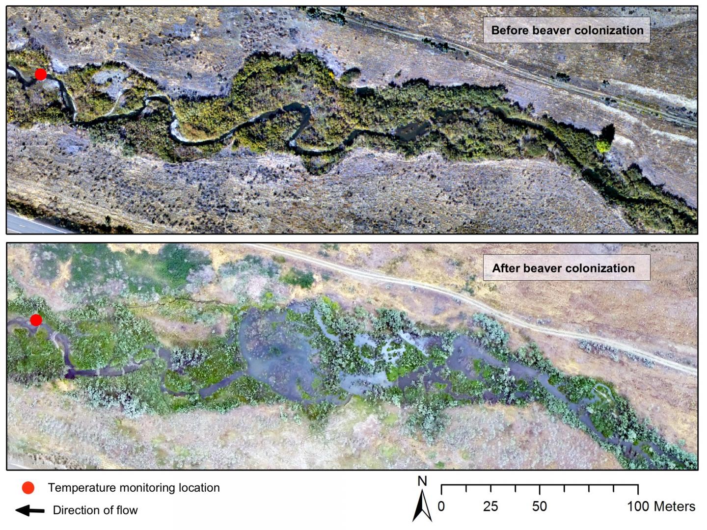 Beaver Dams May Buffer against Temperatures that Threaten Sensitive Species