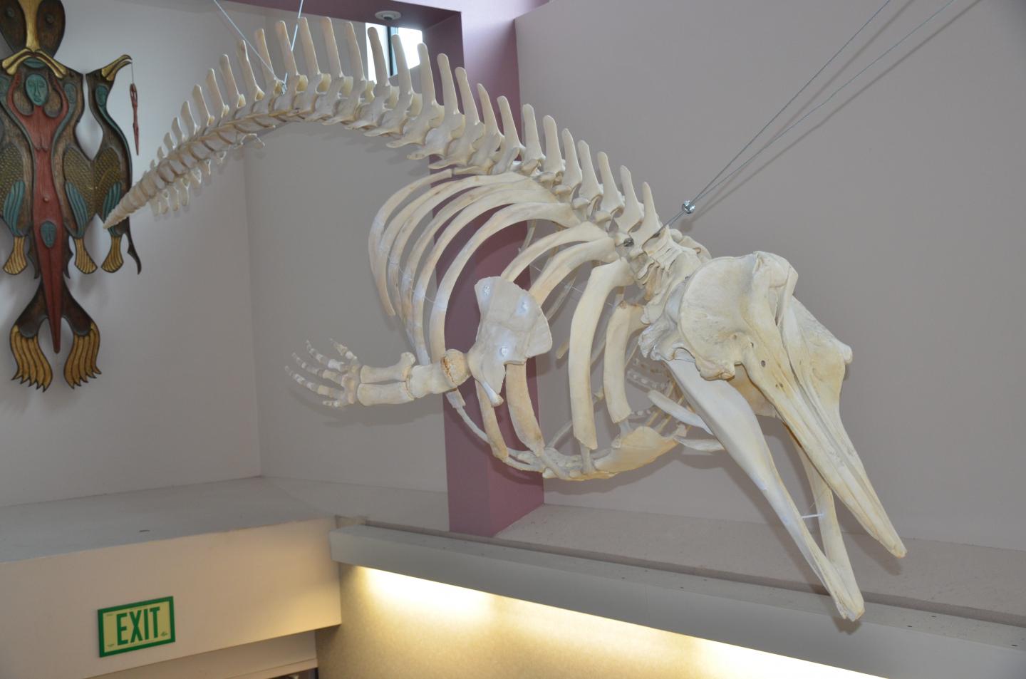 Skeleton of New Species of Beaked Whale