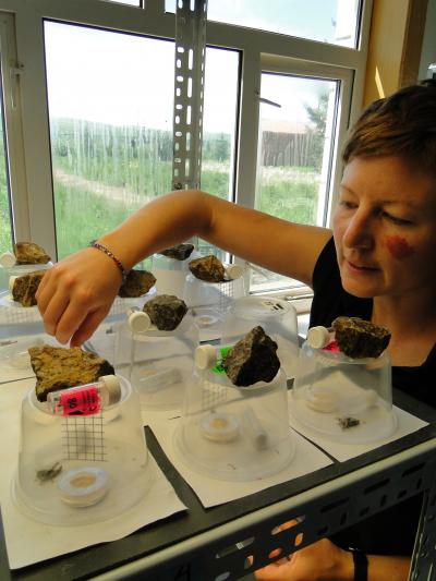 Arianne Cease, Arizona State University