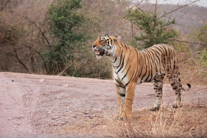 Ranthambore Tiger