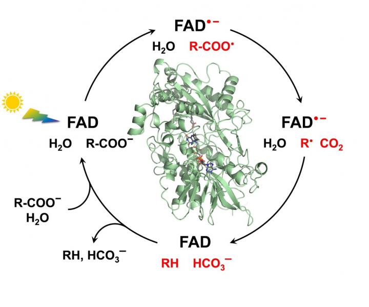 Cycle of Fatty Acid PHotodecar [IMAGE] EurekAlert! Science News Releases
