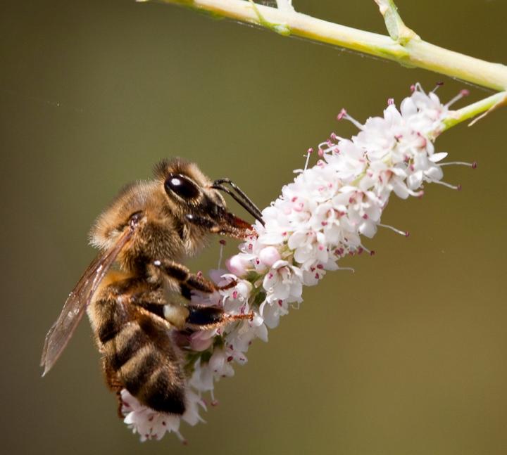 Honeybee Gut Bacteria Spread Antibiotic-resistance to Each Other