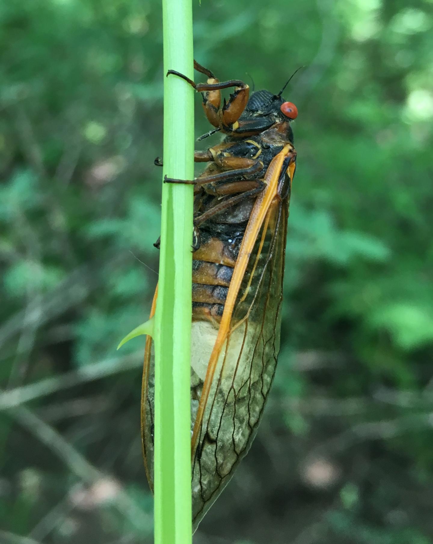 Cicada