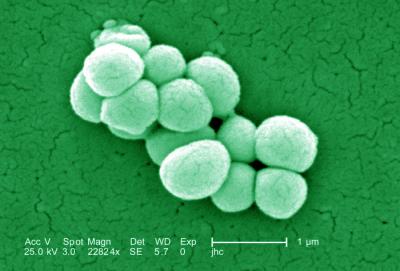 <I>Micrococcus luteus</I>