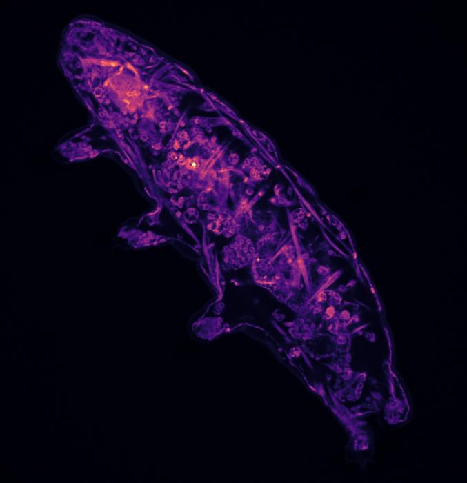 Molecular sensor enables water bear hardiness by triggering dormancy