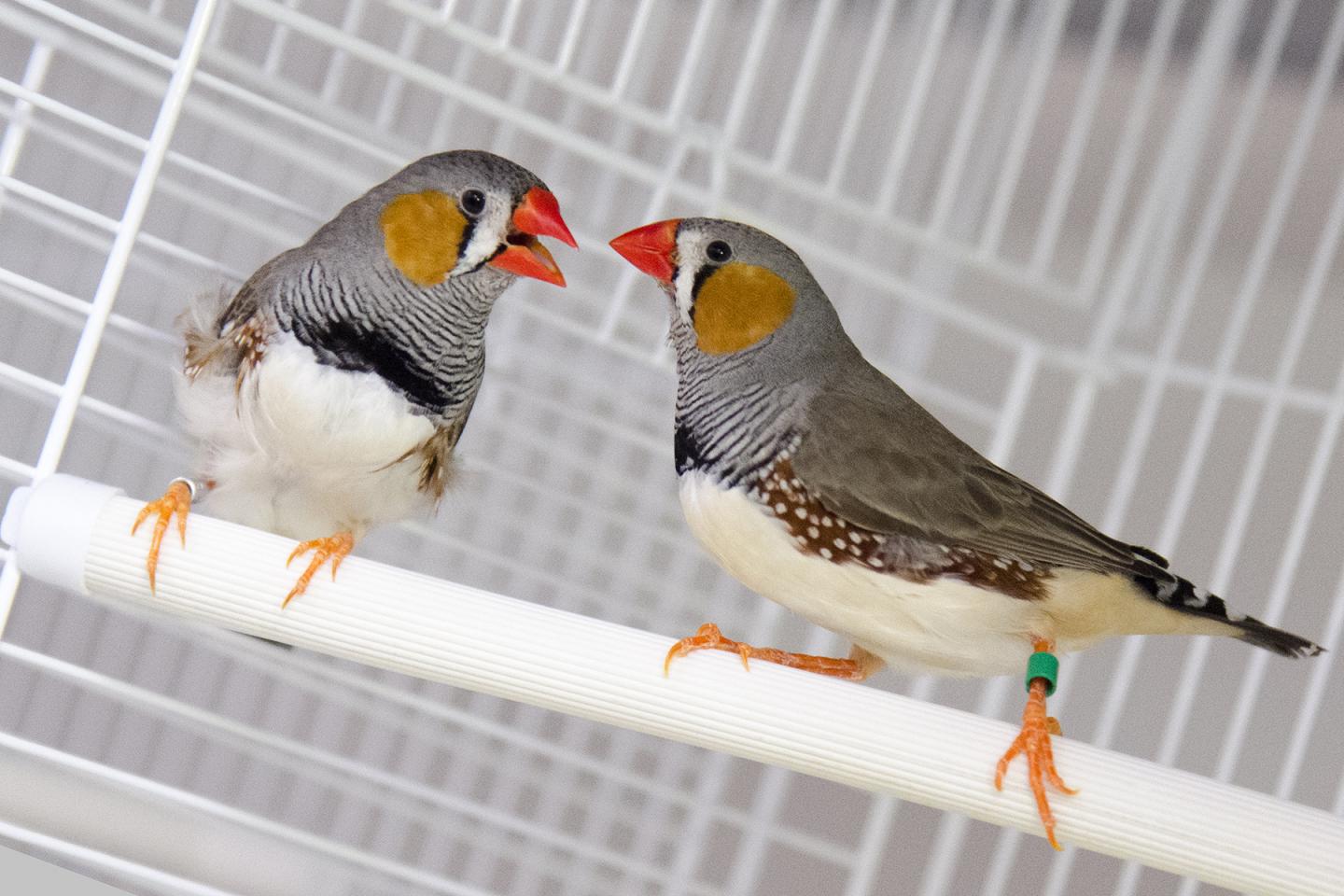 Zebra Finches
