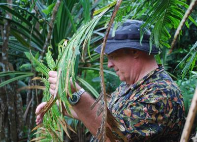Invasive Scale Hides In Cycads