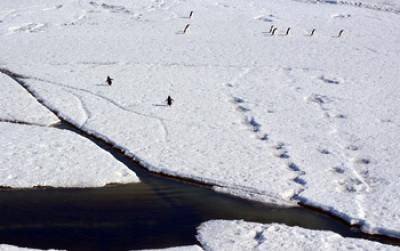 Adelie Penguins Crossing Ice Floes