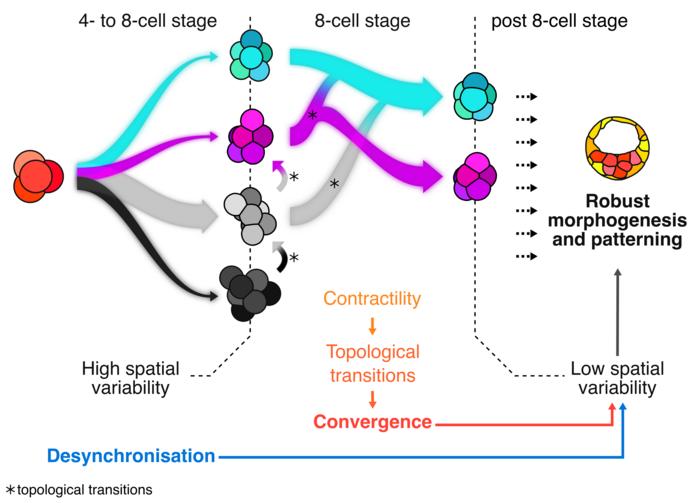 Model of robustness in embryogenesis from cell mechanics and desynchronization