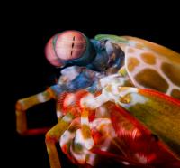 Mantis Shrimp Eyes 2
