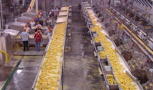 Processing Sweet Corn Plant