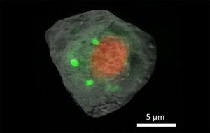 Single HEK cell