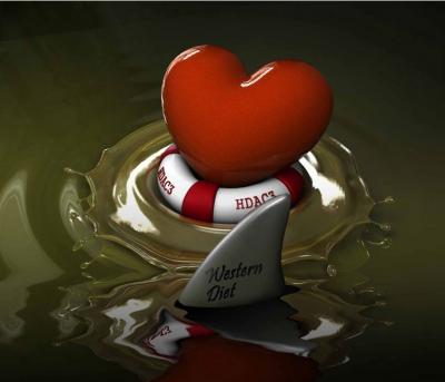 High-Fat Diet and Lack of Enzyme Can Lead to Heart Disease