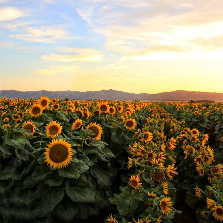 Sunflower Fields