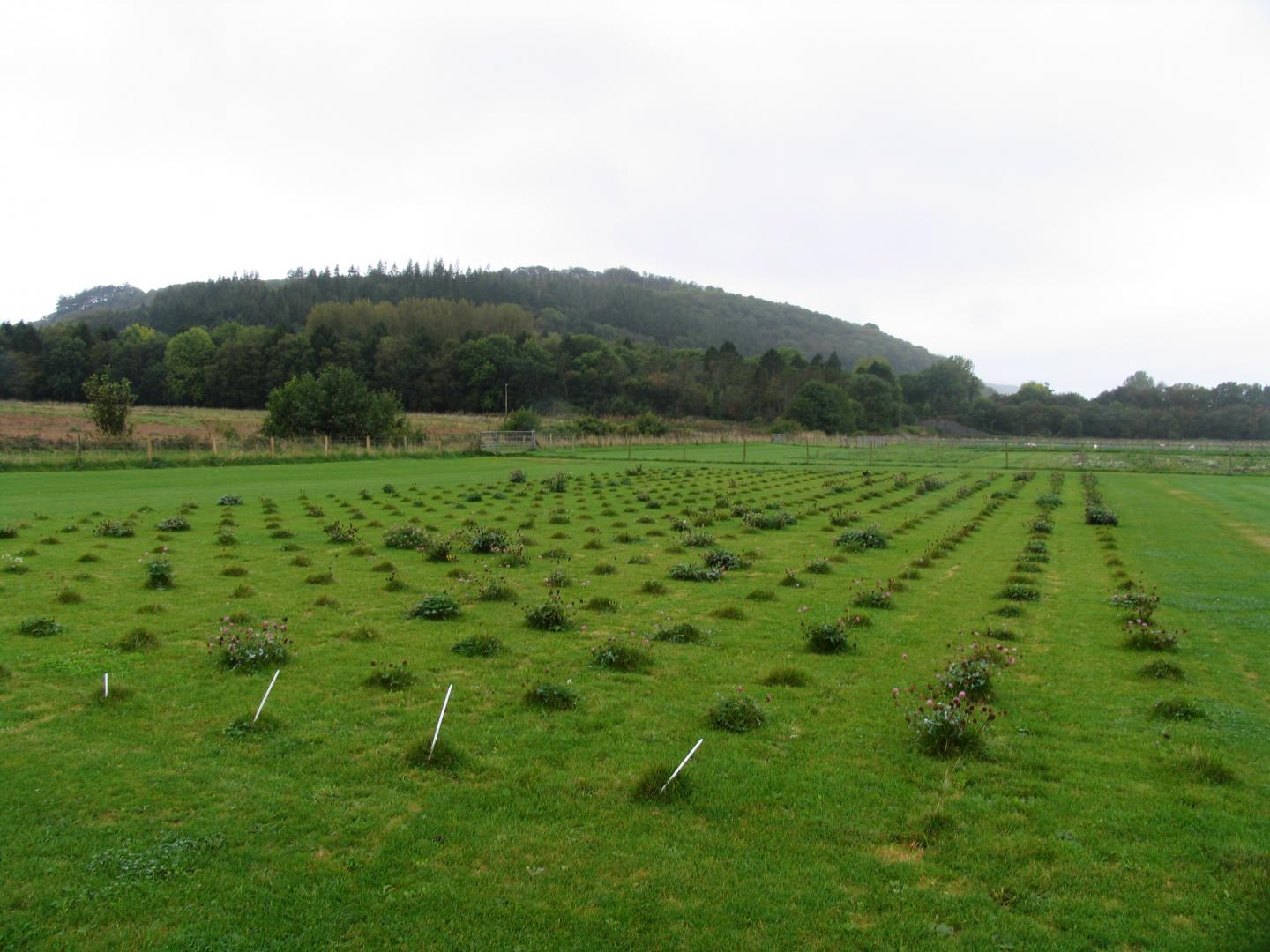 Panel of Genotypes from around Europe, Evidencing the Large Natural Diversity of Red Clover.