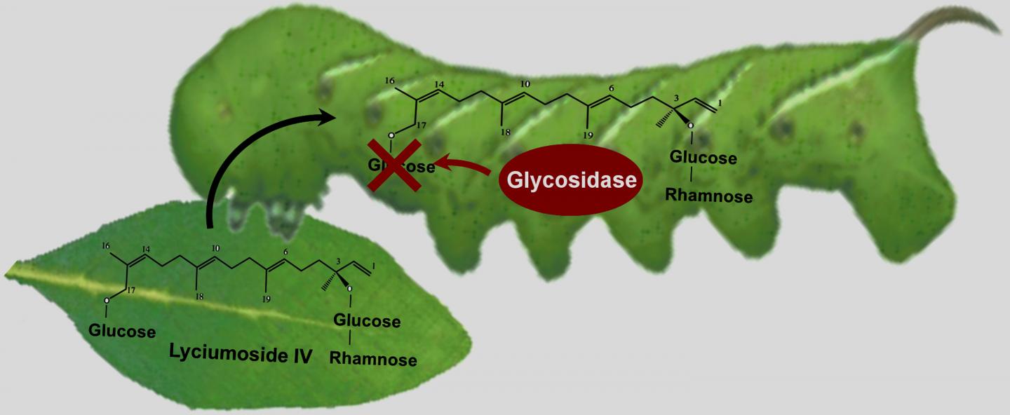 Glucosidase