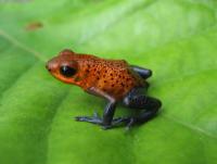 This Frog Species, Oophaga pumilio, and Closely Related Species are Typically Sensitive to Habitat