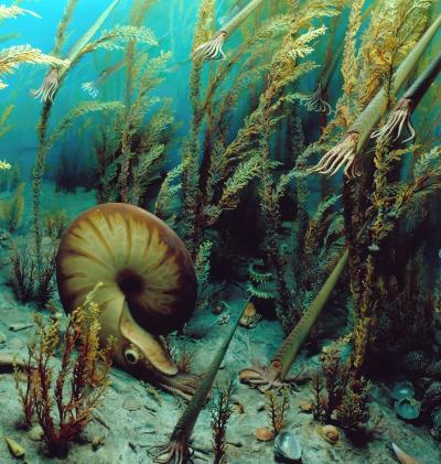 After the Mass Extinction and Massive Change