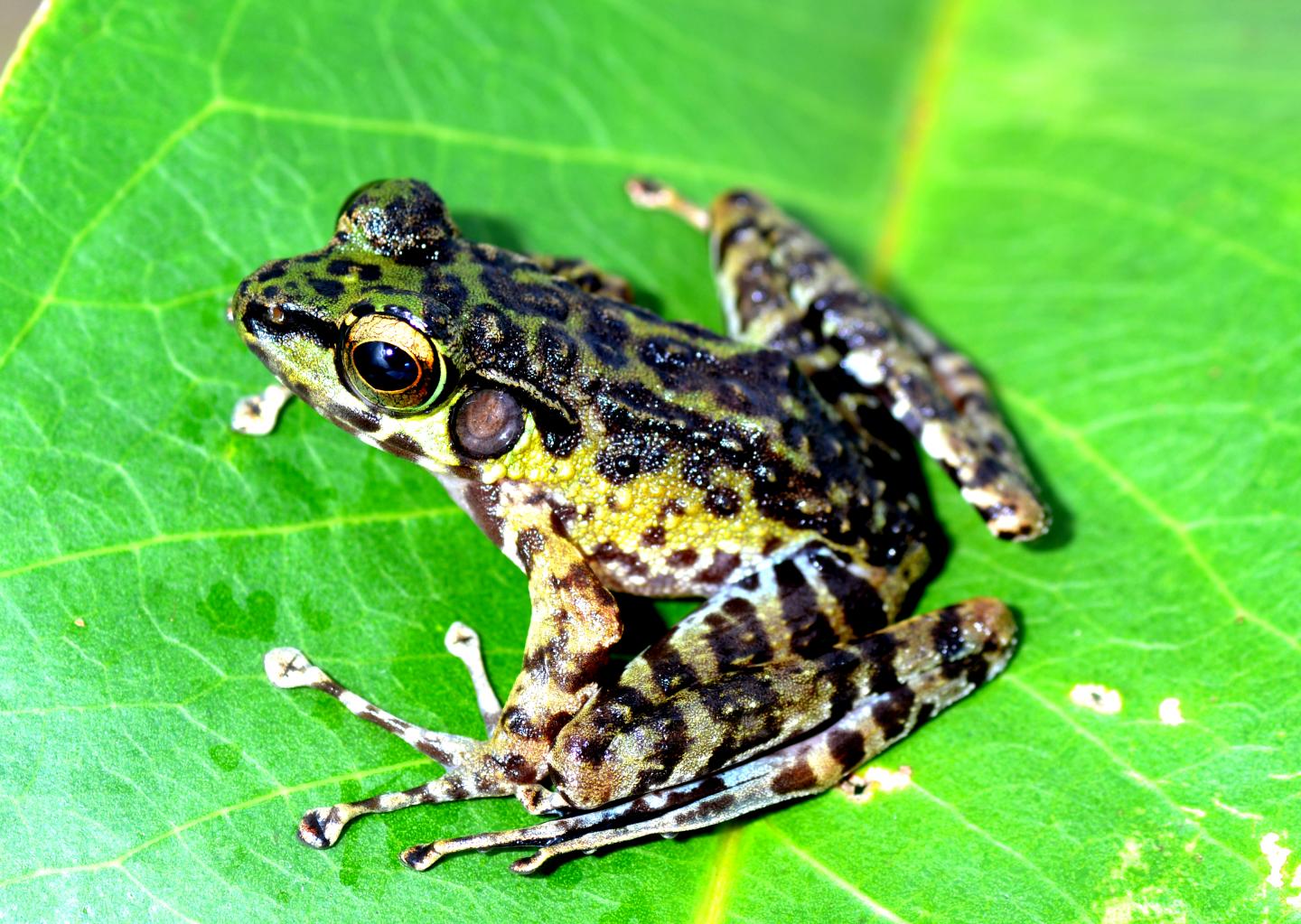 Sumatran Cascade Frog